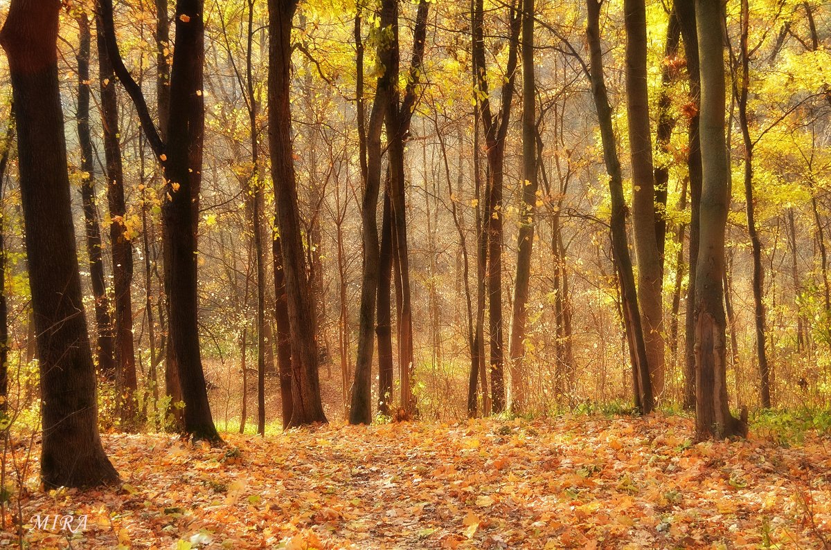 Осенний лес... - *MIRA* **
