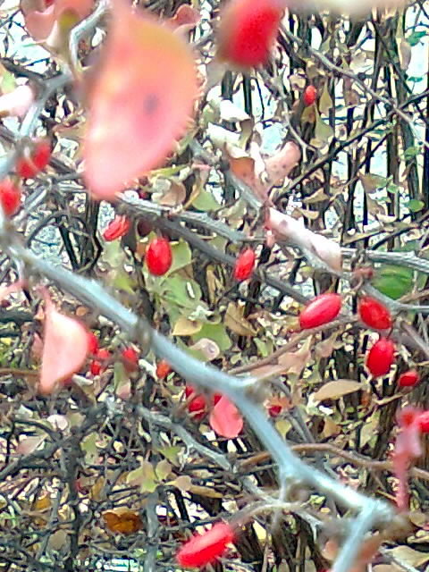 ягодки барбариса висят - Galina194701 