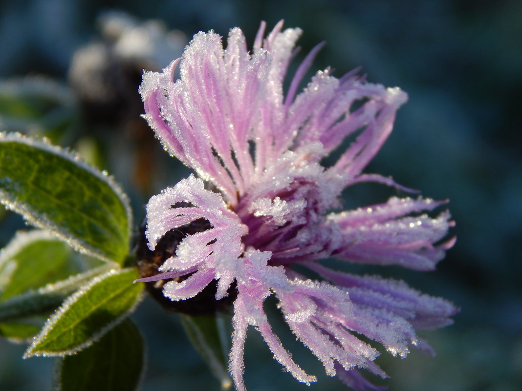 махровый цветок - lesia 