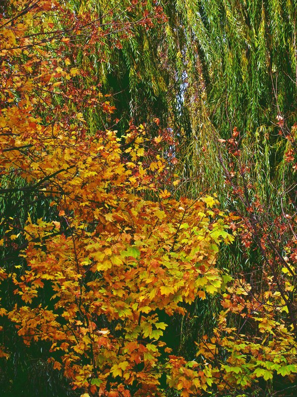осенние листья шумят и шумят в саду... - Александр Корчемный