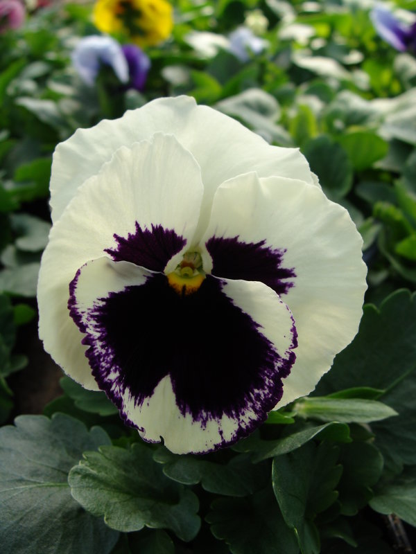 Viola Delta White with Blotch - laana laadas