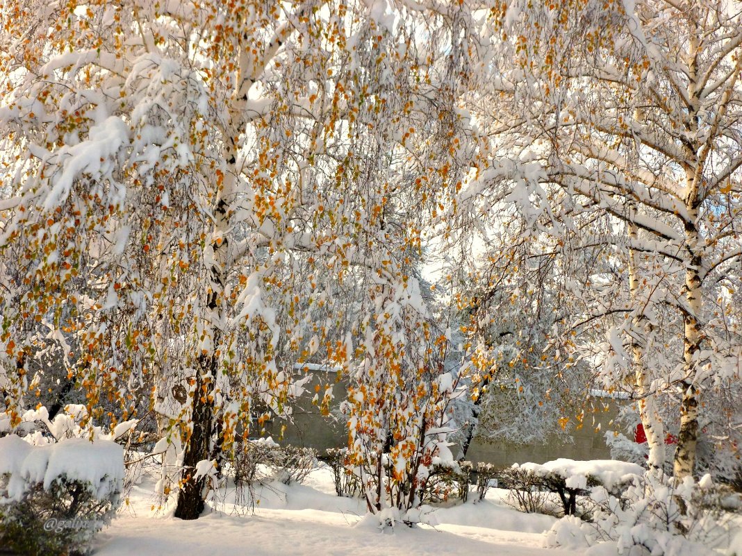 Октябрьский снегопад - galina tihonova
