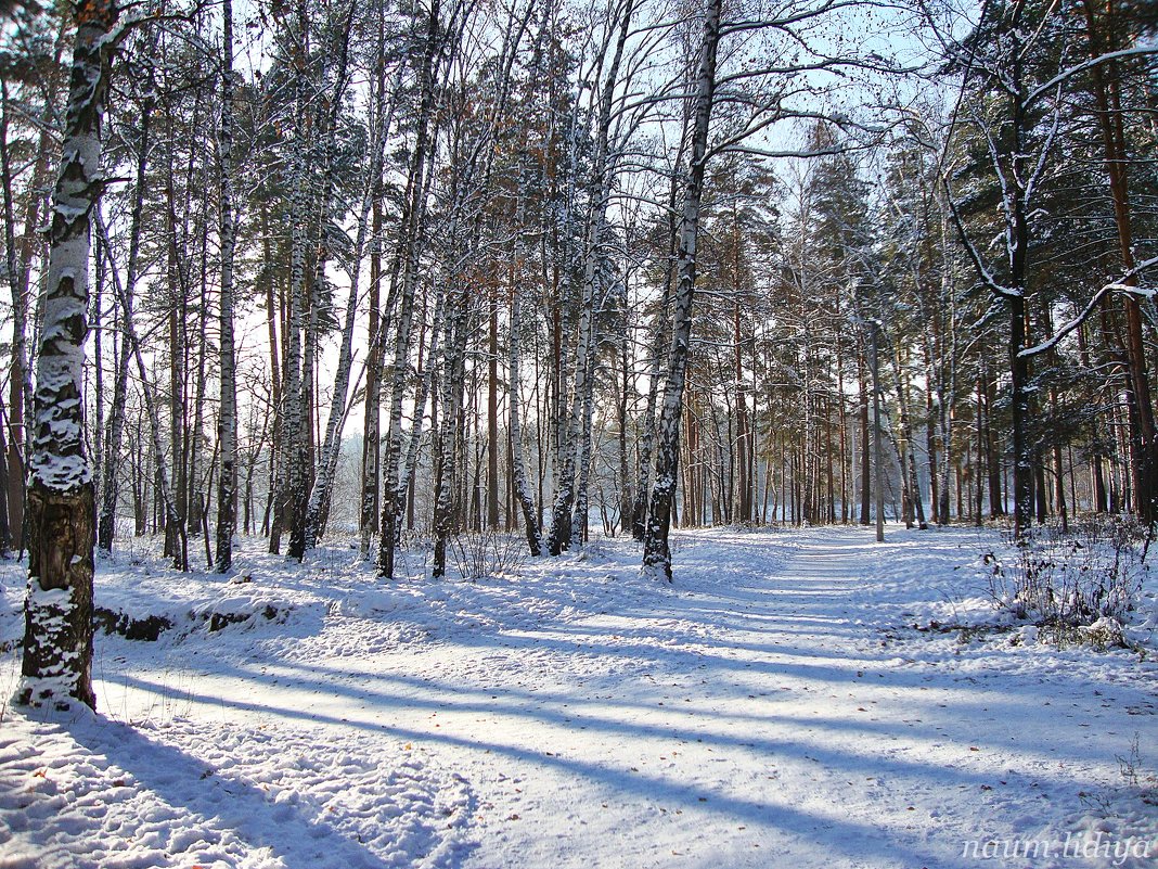Березовый прозрачный лес - Лидия (naum.lidiya)