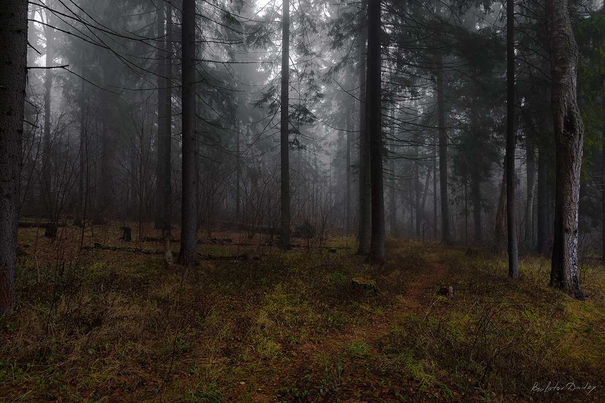 forest.. - Дмитрий Булатов