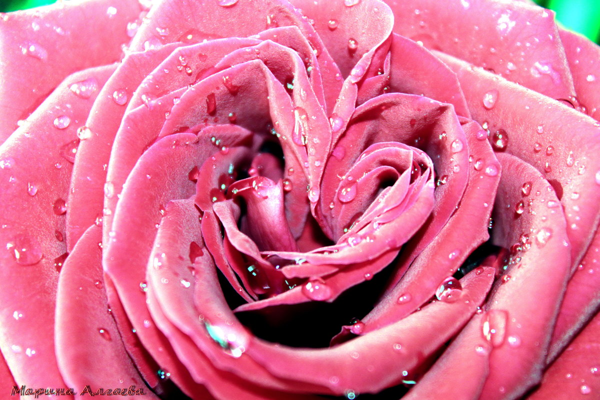 Сердце розы - Марина Алгаева