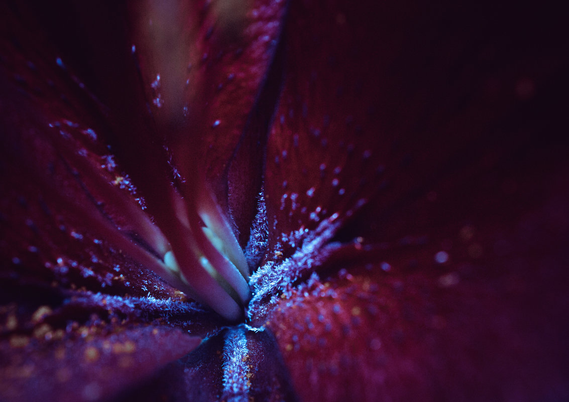 Пыльца лилии в кислотном - Александр Стихин