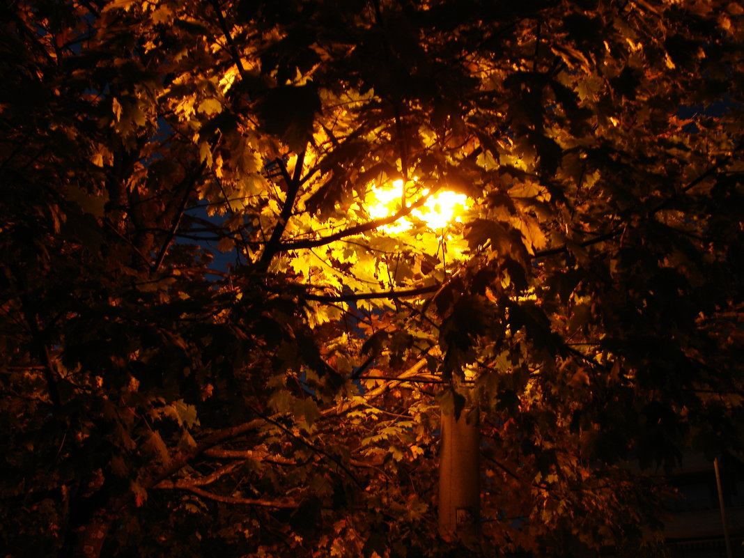 Осень у ночного фонаря. - Olga Grushko