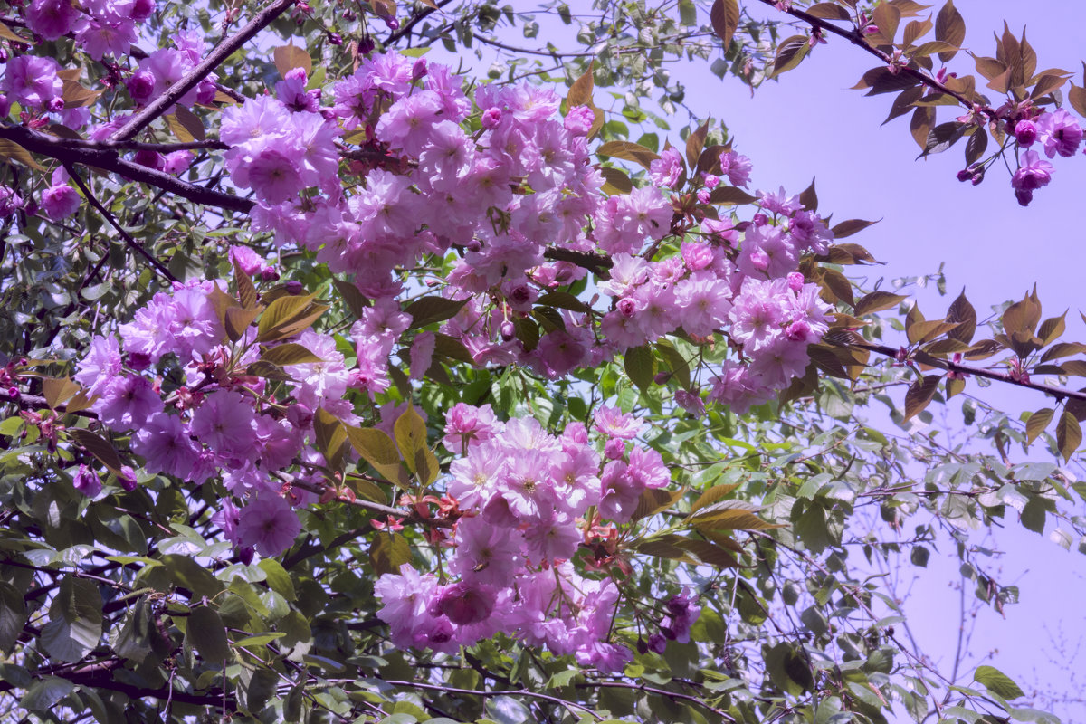 Вишня в цвету. Японский садик. Краснодар - Алёна Чалова
