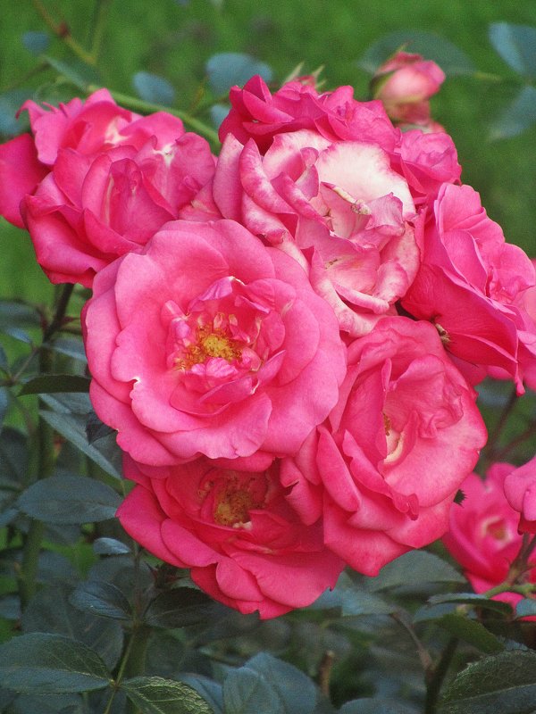 Розовый сад. - Ирина 
