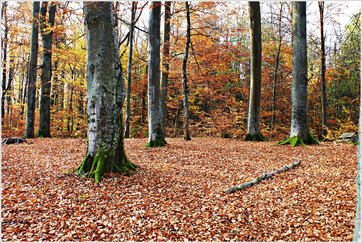 Осень в лесу. - Валерия Комова