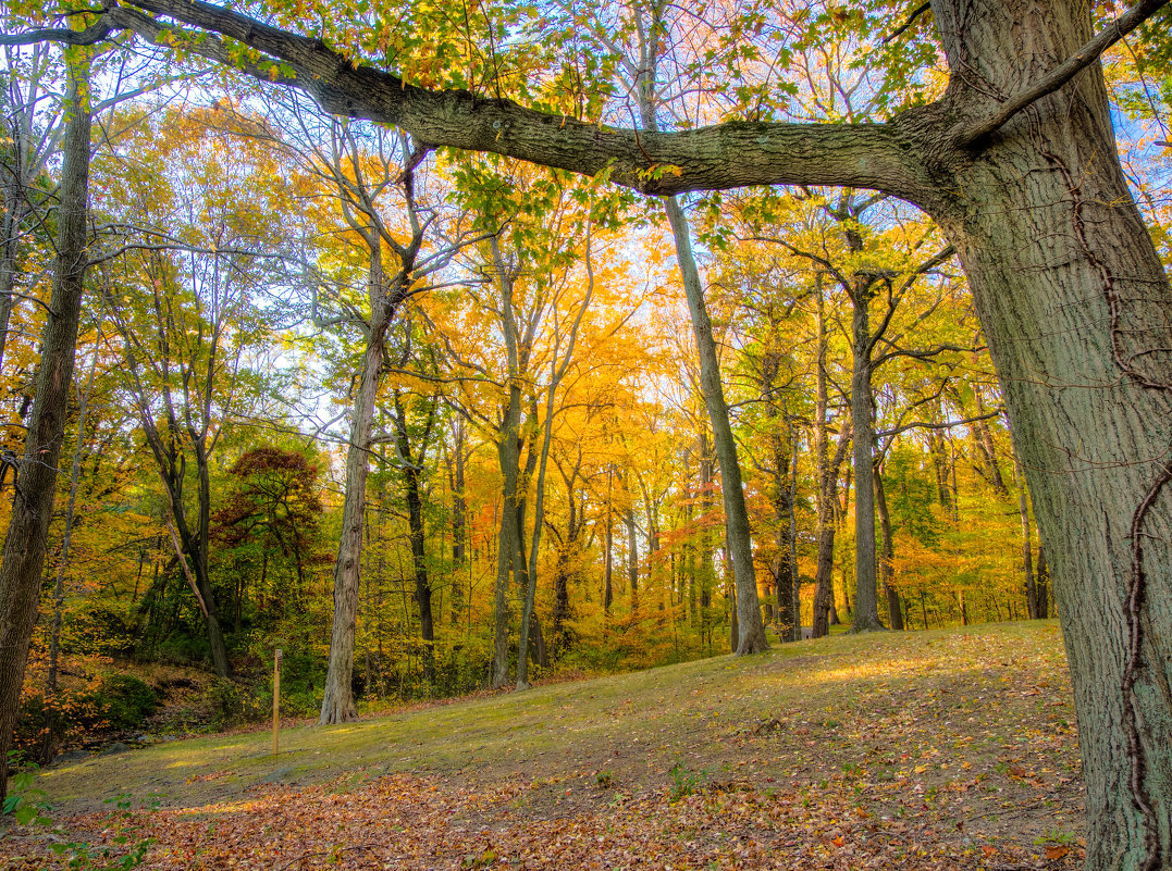 Tibets Park, Yonkers, NY - Vadim Raskin