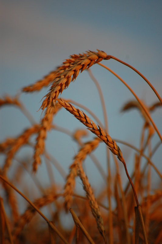 пшеница - ЛЕТО Азовское