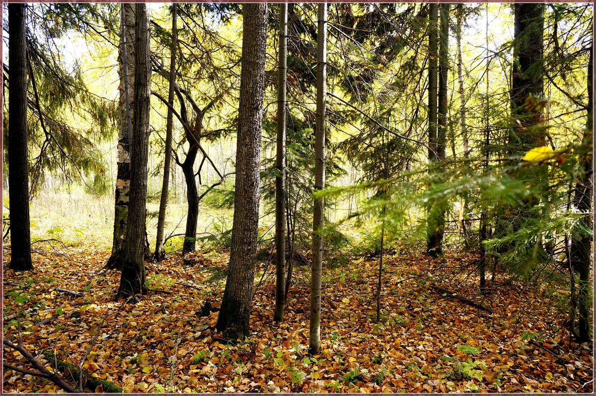 Осенний лес играет красками.. - Любовь Чунарёва