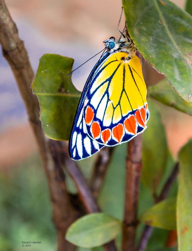 Удивительная бабочка. - Edward J.Berelet