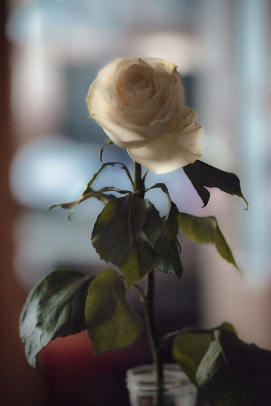 Роза у окна - Алёна Михеева