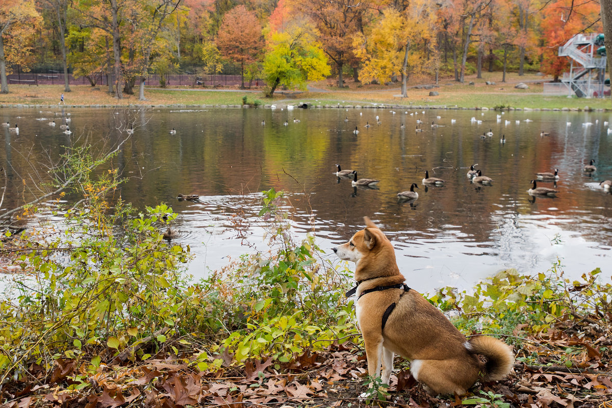 Jami is watching ducks - Vadim Raskin