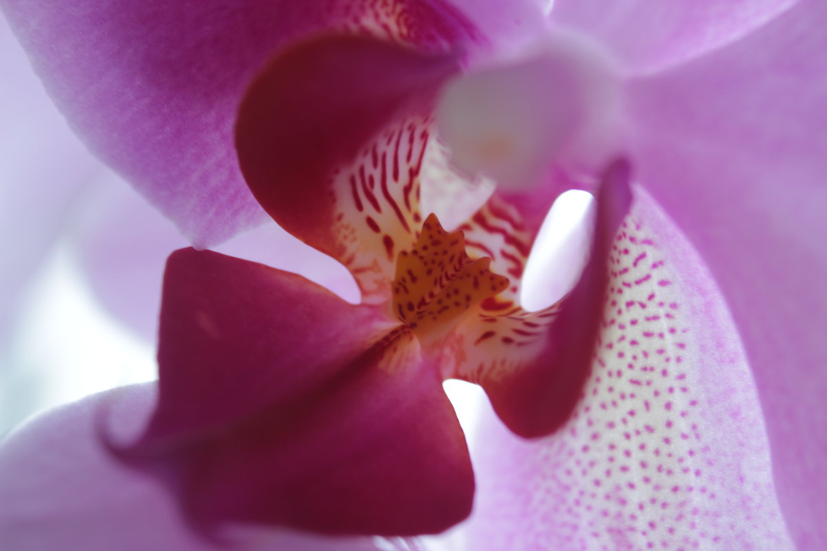 орхидея - Лолита Арндт
