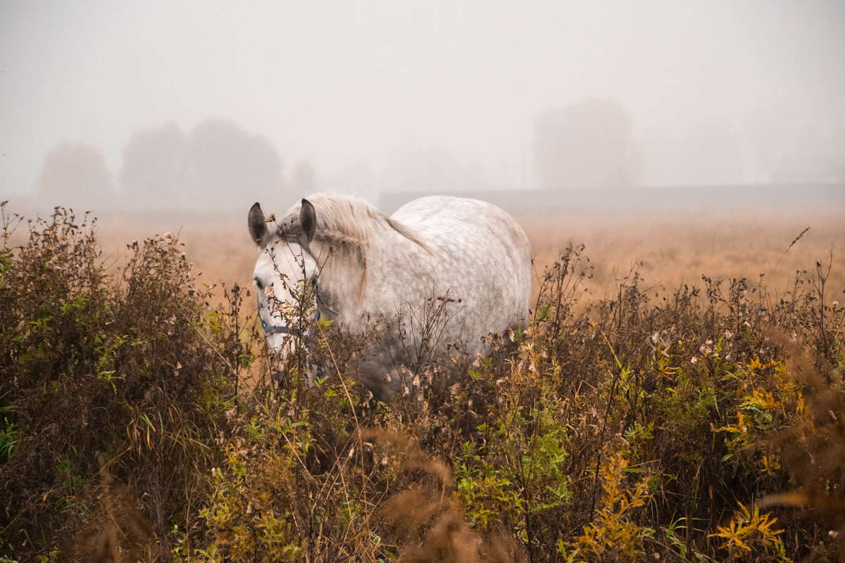 Осень.Туман.Лошадь. - Анастасия 