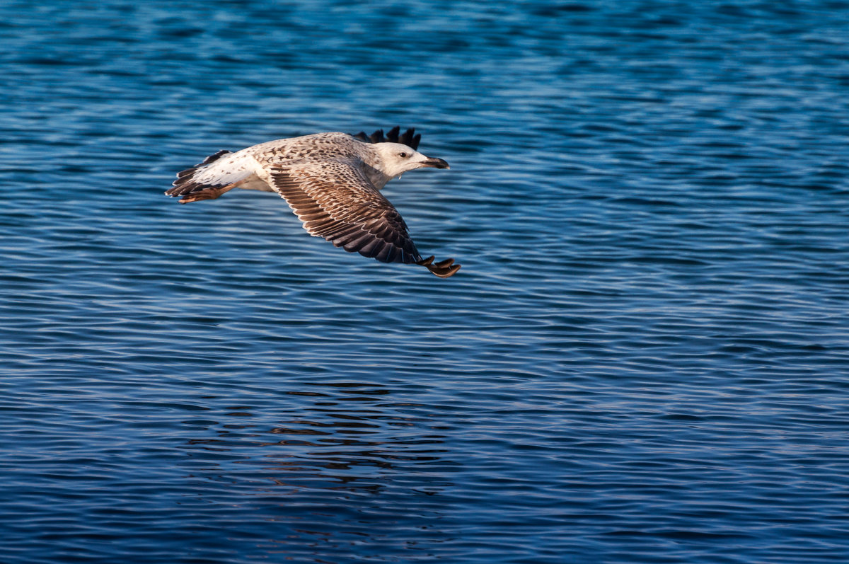 Jonathan Seagull - Sergey Ivankov