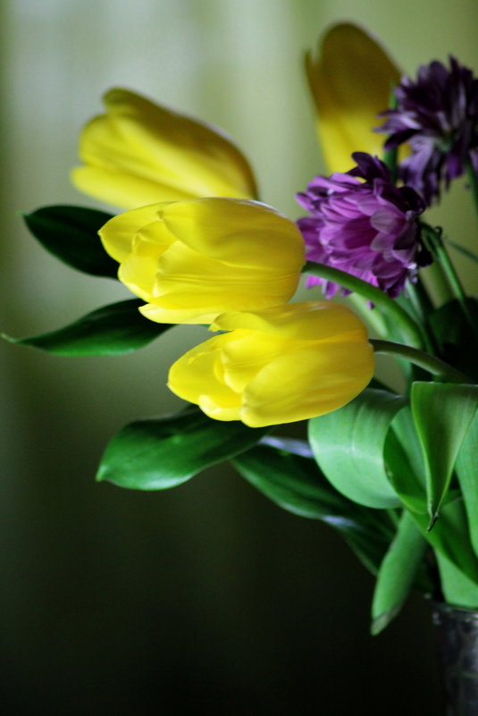 Тюльпаны - Lesya Dorfman
