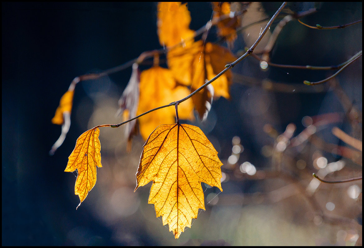 Осень в солнечных листьях - Елена Ворошина