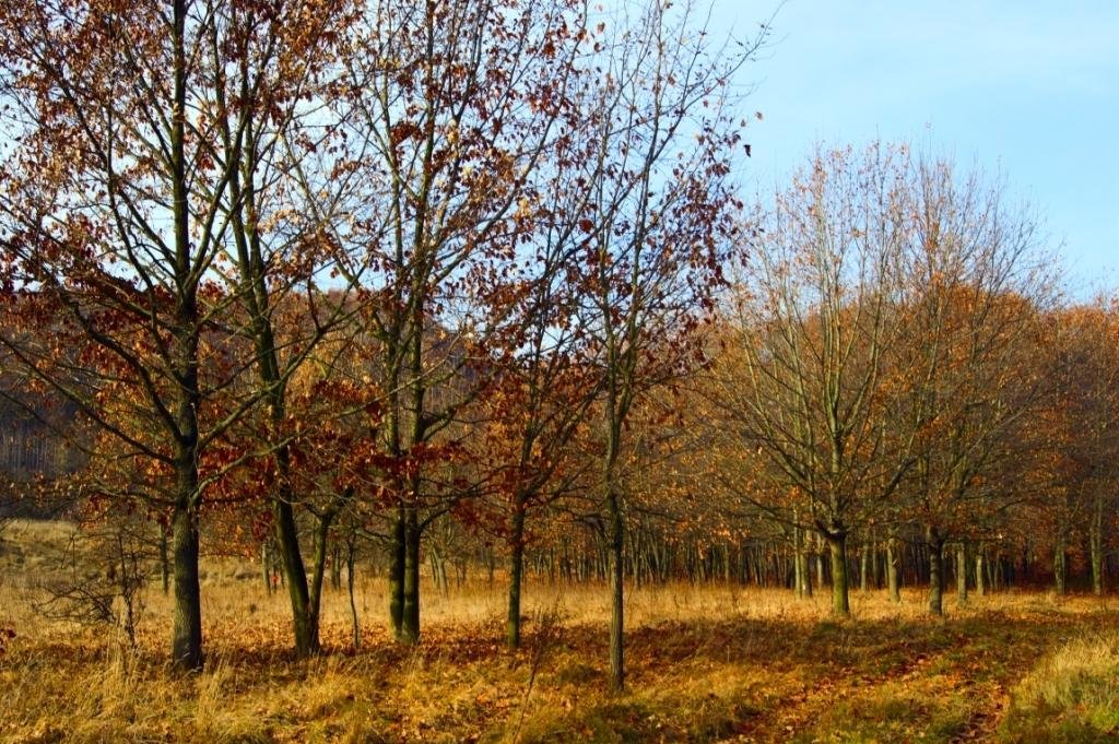 Осенний пейзаж - Henry 