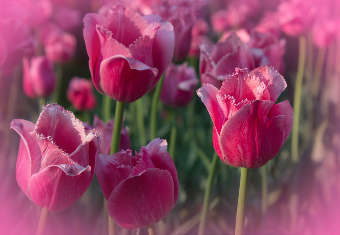 В нежной дымке тюльпанов - валерия 