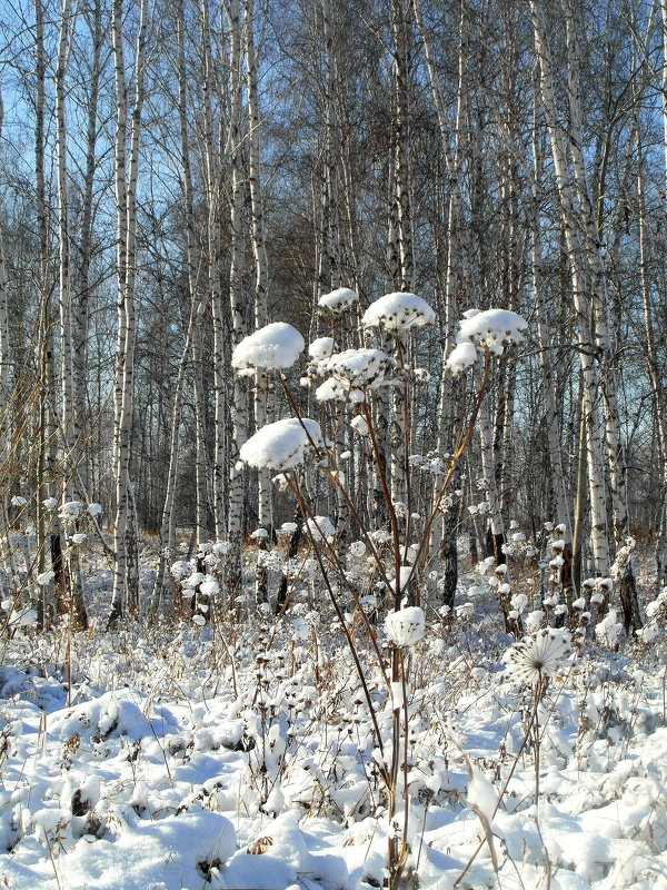 И распустились  снежные цветы. - nadyasilyuk Вознюк