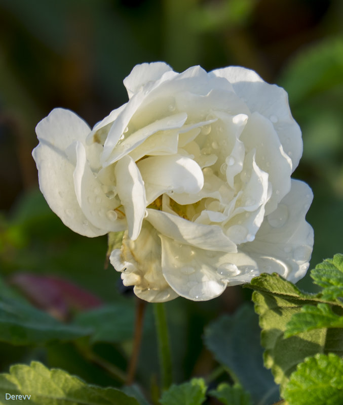 Белая роза - Александр Деревяшкин