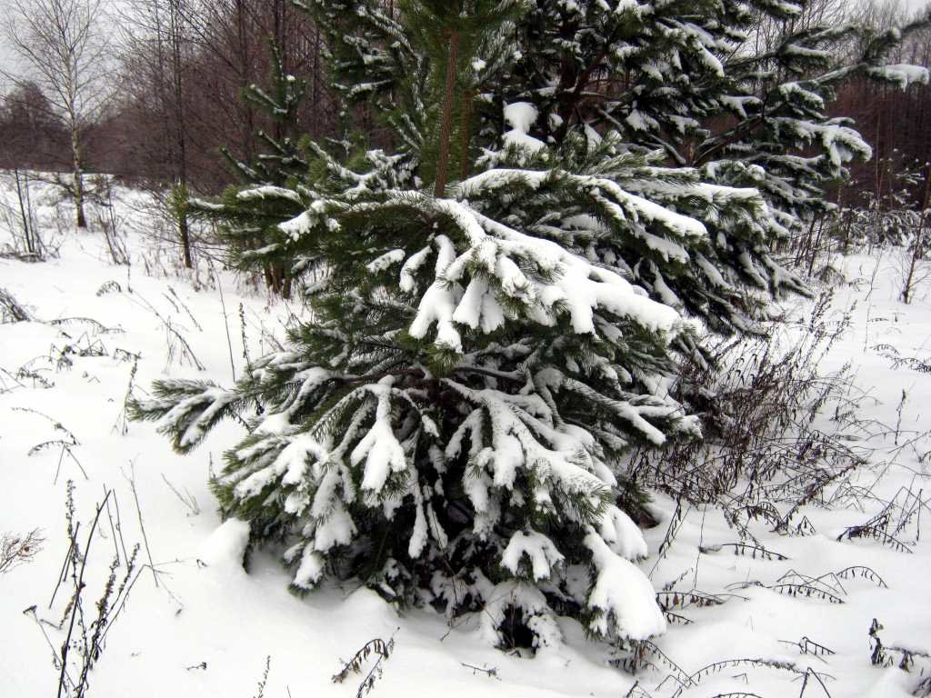 Зима в лесу_0003 - kuvist 