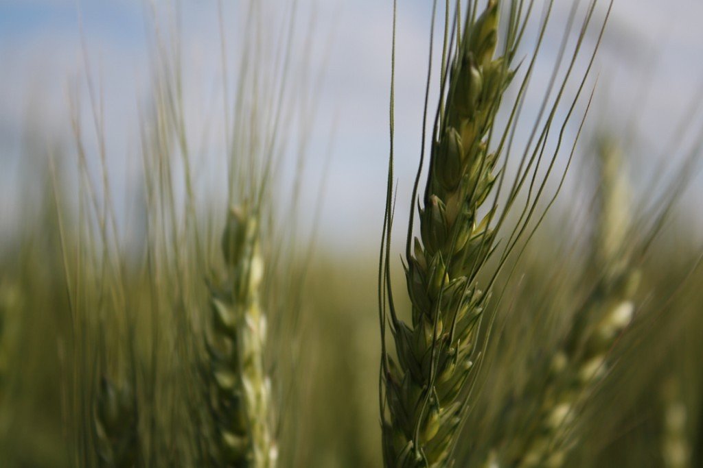 пшеница - Ирина 