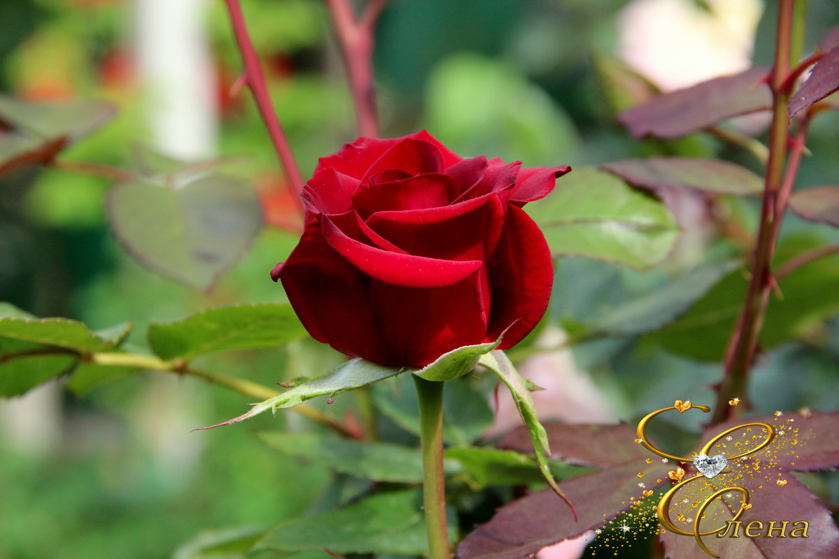 красная роза - Елена Константиниди