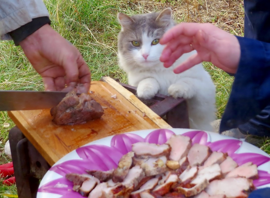 Вася помогает дегустировать мясо )) - валя 