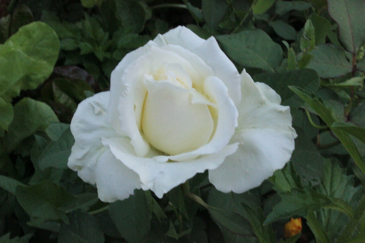 белая роза - фотоГРАФ Е.Буткеева .
