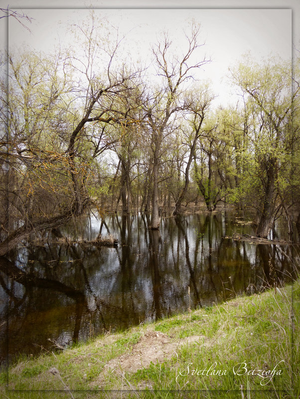 затопленный лес - Светлана Бициоха
