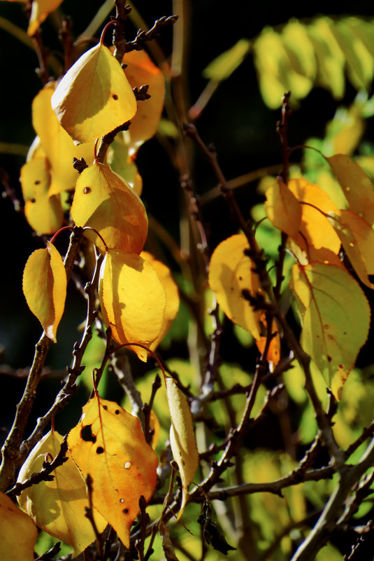 Грустные листья - Валерий Дворников
