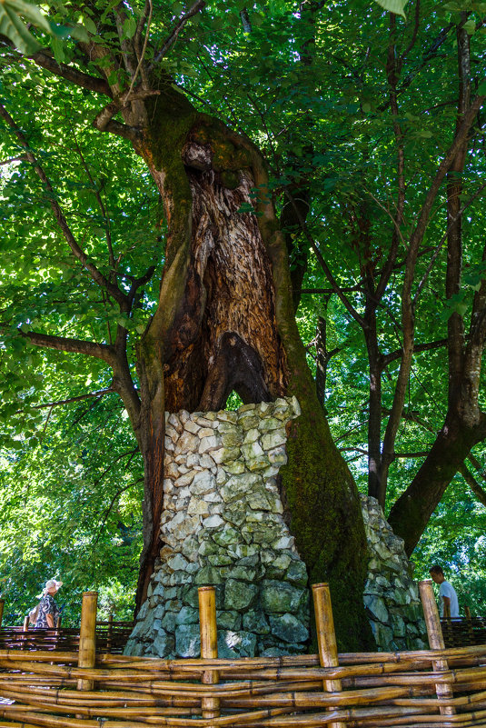 250 летняя липа.Сухуми. Ботанический сад - Андрей Гриничев