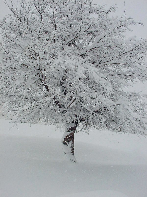 зимнее дерево - Ольга Савич