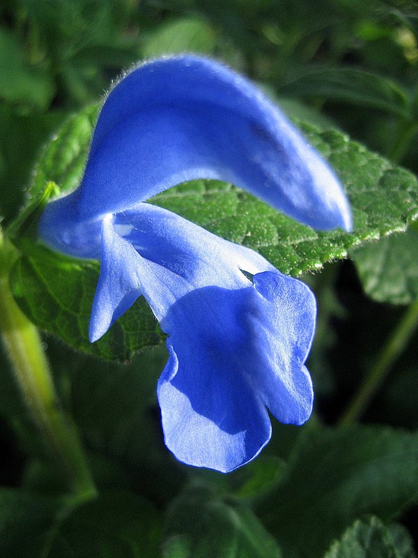 Salvia patens Oceana Blue Salsyll / Шалфей - laana laadas
