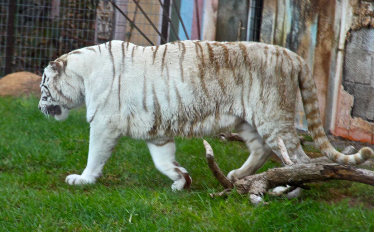 Белый Бенгальский тигр. - anna163163 
