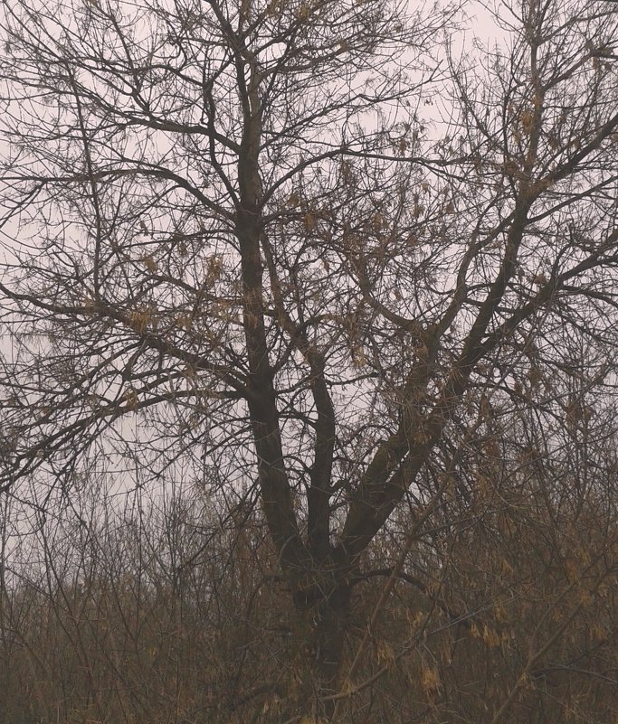 Дерево - Наталья Дмитриева