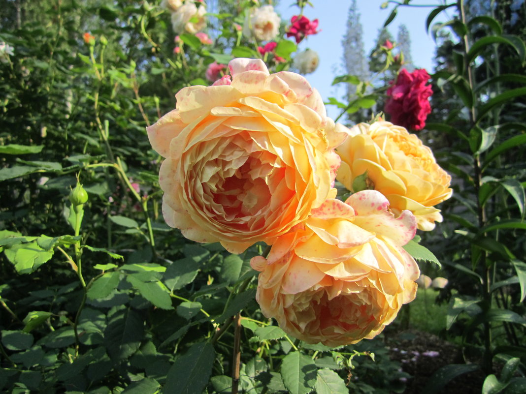 роза Golden Celebration - lenrouz 