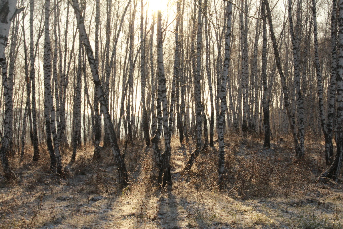 солнечный лес - Юлия окладникова