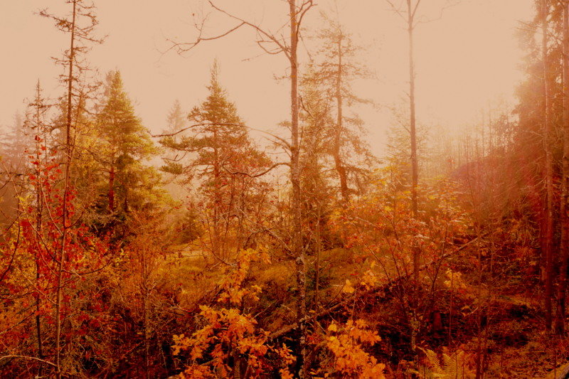 туман  в осенним лесу - Сергей 