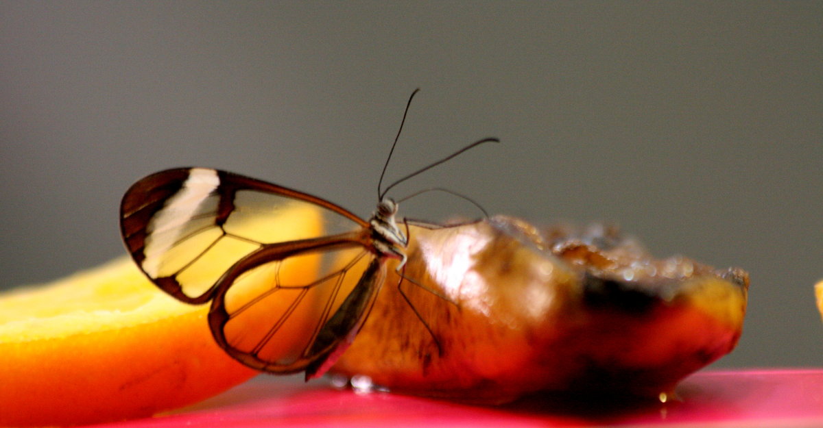 Грета Ото, или стеклянная бабочка. - юрий 