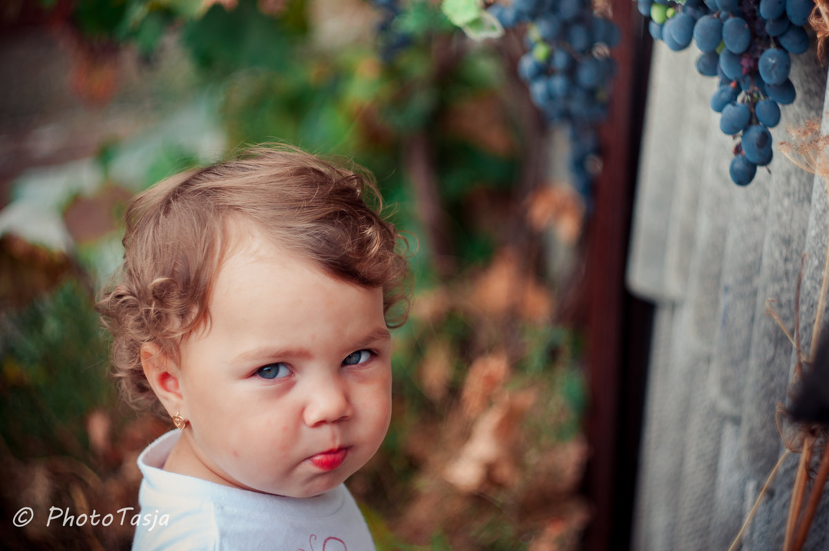"лиса" и виноград - Тася Тыжфотографиня