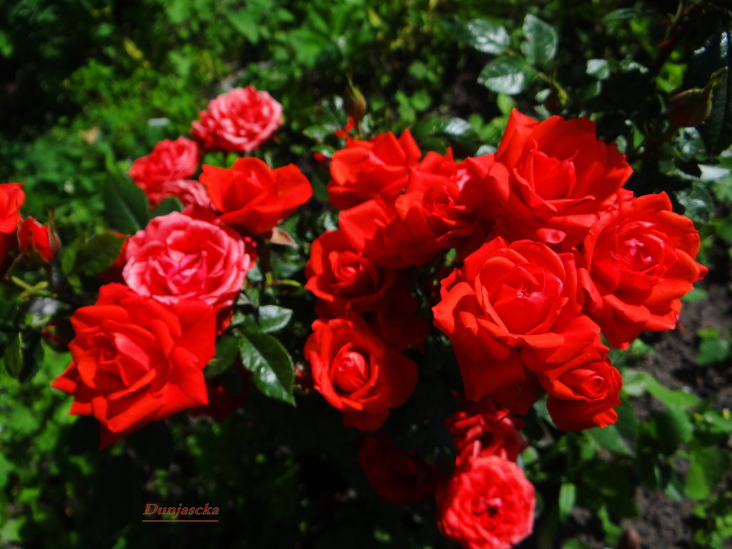 Розы в моём саду. - Антонина Гугаева