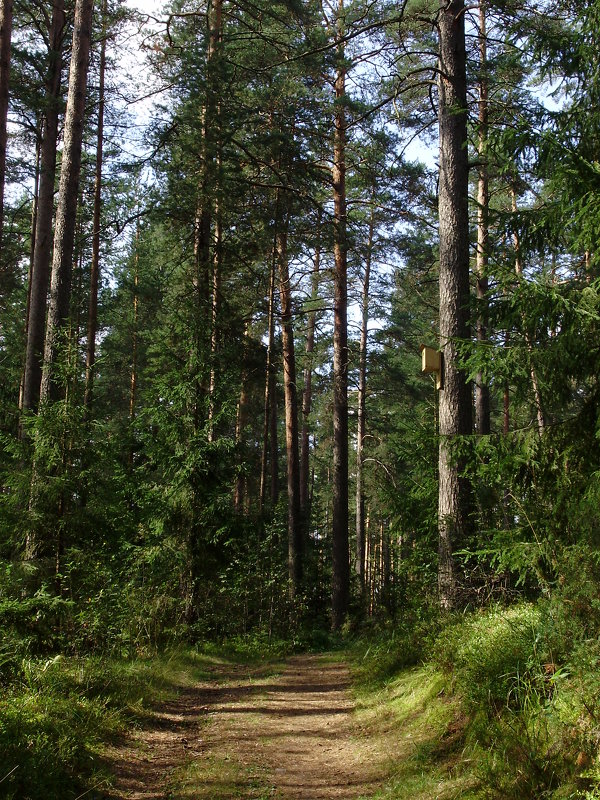 Деревенский парк - Светлана из Провинции