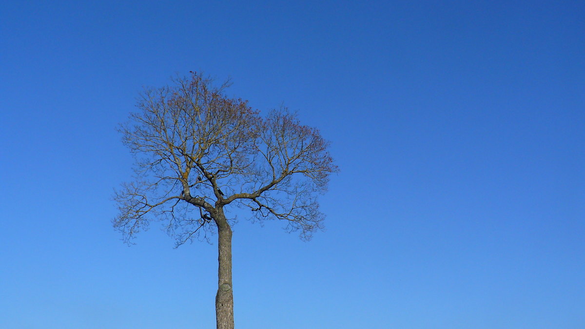 minimal tree - Некто Небо