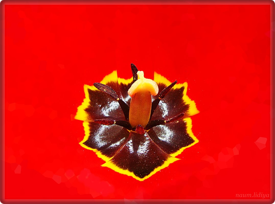 Сердце тюльпана - Лидия (naum.lidiya)